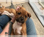 Small Photo #1 American Staffordshire Terrier-Unknown Mix Puppy For Sale in Holly Springs, NC, USA