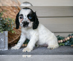 Small Photo #23 Cocker Spaniel Puppy For Sale in SEAMAN, OH, USA