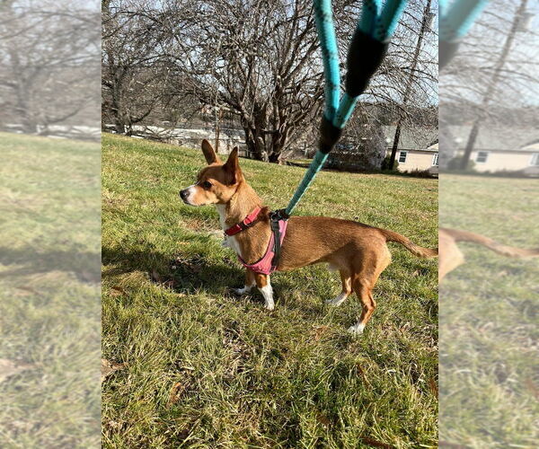 Medium Photo #2 Chihuahua-Unknown Mix Puppy For Sale in Candler, NC, USA