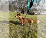 Small #1 Chihuahua Mix