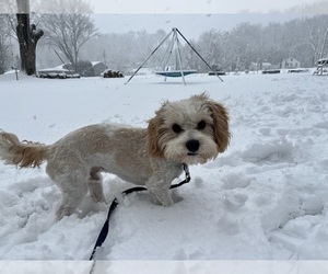 Cavachon Puppy for sale in EAST MOLINE, IL, USA
