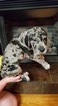 Small Photo #1 Great Dane Puppy For Sale in LYERLY, GA, USA
