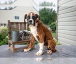 Puppy Winnie Boxer