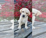 Puppy Cosmic Labrador Retriever