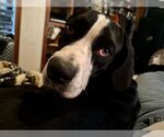Small Photo #14 Great Dane-Unknown Mix Puppy For Sale in Bullard, TX, USA