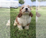 Small #5 Cavapoo