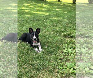 Mutt Dogs for adoption in Garden City, NY, USA