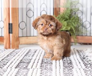 Shih Tzu Puppy for sale in NAPLES, FL, USA