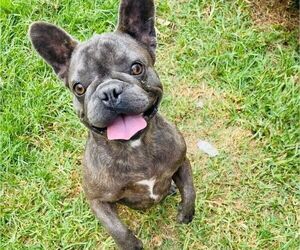 French Bulldog Puppy for sale in SAN CLEMENTE, CA, USA