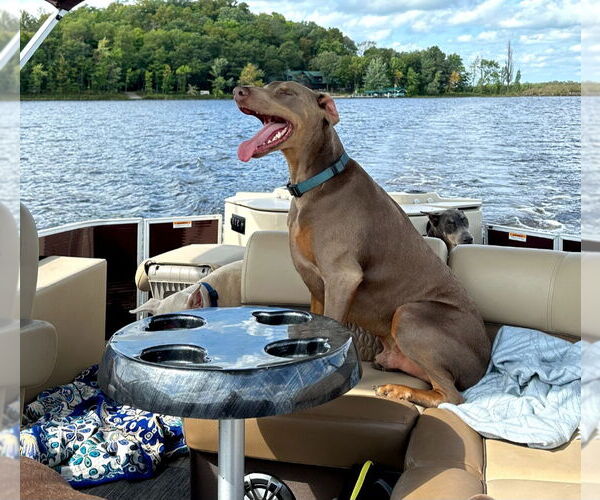 Medium Photo #5 Doberman Pinscher Puppy For Sale in Buffalo, MN, USA