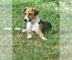 Small #10 Beagle