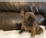 Small Photo #16 French Bulldog Puppy For Sale in BALDWIN PARK, CA, USA
