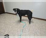 Small #12 Labrador Retriever Mix