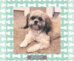 Zuchon Dogs for adoption in Littleton, CO, USA