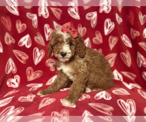 Cock-A-Poo Puppy for sale in LAKELAND, FL, USA