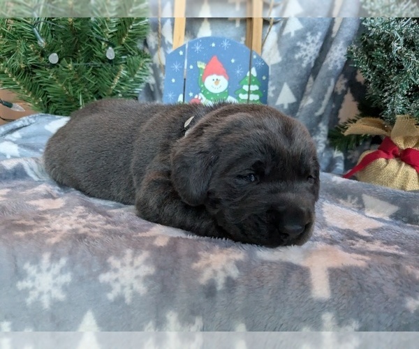 Medium Photo #29 Labrador Retriever Puppy For Sale in PALMYRA, VA, USA