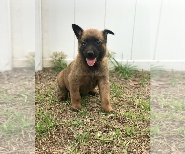 Medium Photo #1 Belgian Malinois Puppy For Sale in WAYCROSS, GA, USA