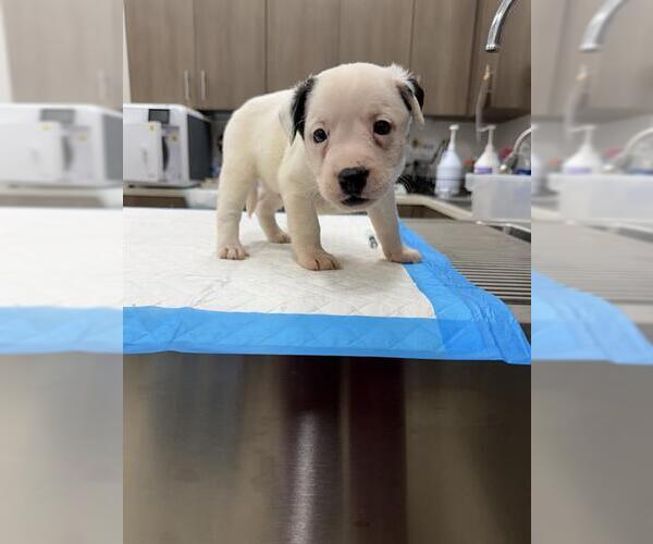 Medium Photo #1 Labrador Retriever-Unknown Mix Puppy For Sale in Baytown, TX, USA