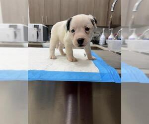 Labrador Retriever-Unknown Mix Dogs for adoption in Baytown, TX, USA