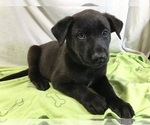 Small Photo #2 Belgian Malinois Puppy For Sale in GARDENA, CA, USA
