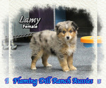 Small Miniature Australian Shepherd
