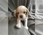 Small Photo #1 Cocker Spaniel Puppy For Sale in BEAVER, PA, USA