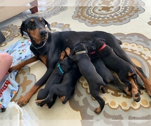 Mother of the Doberman Pinscher puppies born on 04/06/2020