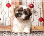 Puppy Owen Shih Tzu