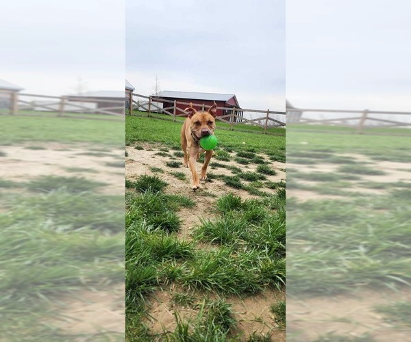 Medium Photo #3 American Pit Bull Terrier Puppy For Sale in Chestertown, MD, USA