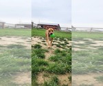 Small #2 American Pit Bull Terrier