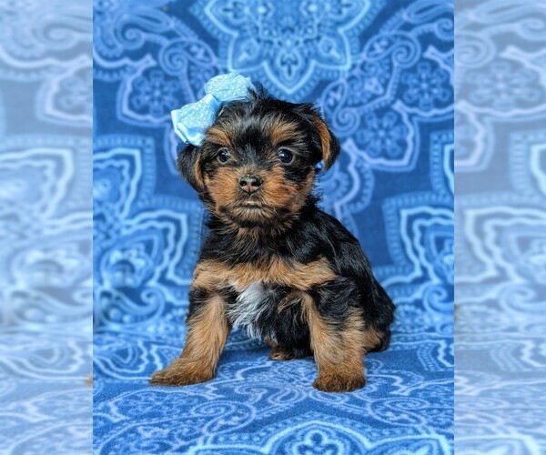 Medium Photo #1 Yorkshire Terrier Puppy For Sale in QUARRYVILLE, PA, USA