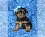 Small Photo #1 Yorkshire Terrier Puppy For Sale in QUARRYVILLE, PA, USA