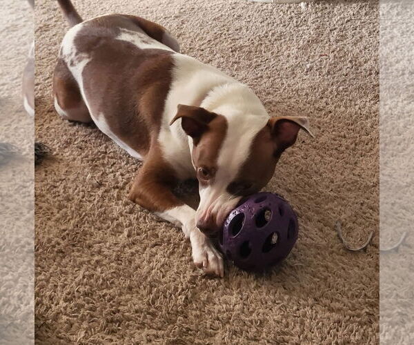 Medium Photo #3 Jack Russell Terrier-Unknown Mix Puppy For Sale in Germantown, OH, USA