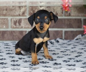 Pinny-Poo Puppy for sale in FREDERICKSBG, OH, USA