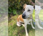 Small American Pit Bull Terrier Mix