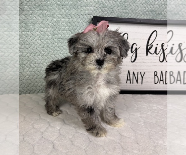 Medium Photo #3 Maltipoo (Toy) Puppy For Sale in FRANKLIN, IN, USA