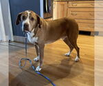 Small #6 Saint Bernard Mix