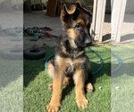 Small Photo #1 German Shepherd Dog Puppy For Sale in SAN DIEGO, CA, USA