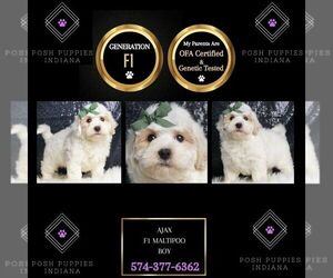 Maltipoo Puppy for sale in WARSAW, IN, USA