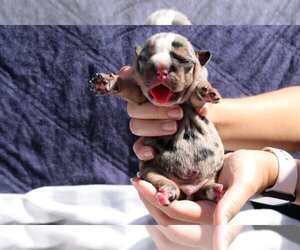 English Bulldog Puppy for sale in BLACKHAWK, CA, USA