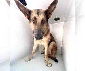 German Shepherd Dog Dogs for adoption in Houston, TX, USA