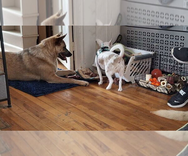 Medium Photo #4 Mutt Puppy For Sale in Sebec, ME, USA