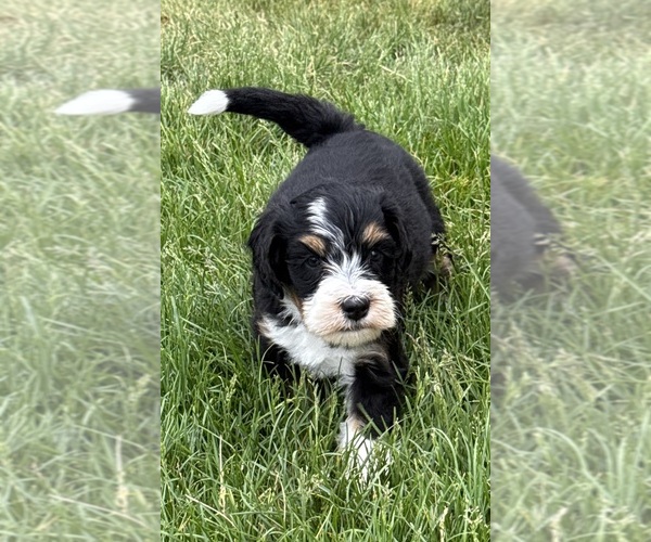Medium Photo #3 Bernedoodle Puppy For Sale in LONGMONT, CO, USA