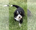 Small #2 Bernedoodle