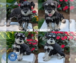 Image preview for Ad Listing. Nickname: Litter of 4