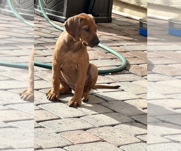 Medium Photo #4 Rhodesian Ridgeback Puppy For Sale in SURPRISE, AZ, USA