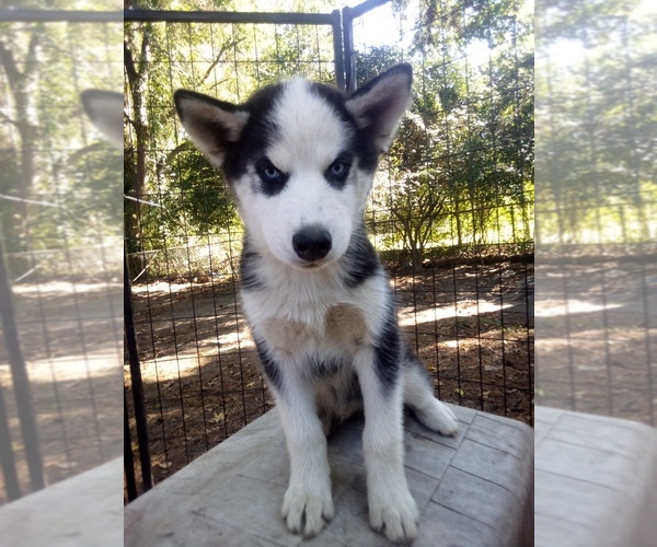 Medium Photo #1 Siberian Husky Puppy For Sale in FLORENCE, SC, USA