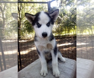 Siberian Husky Puppy for sale in FLORENCE, SC, USA