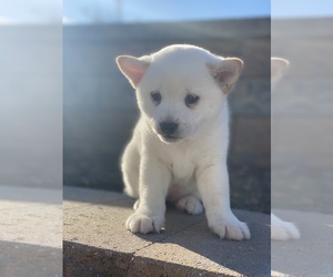 Shiba Inu Puppy for sale in CANOGA, NY, USA