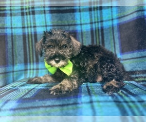 Schnauzer (Miniature) Puppy for sale in LAKELAND, FL, USA